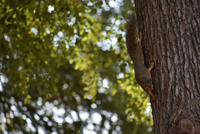 提高自身表 提高自身表