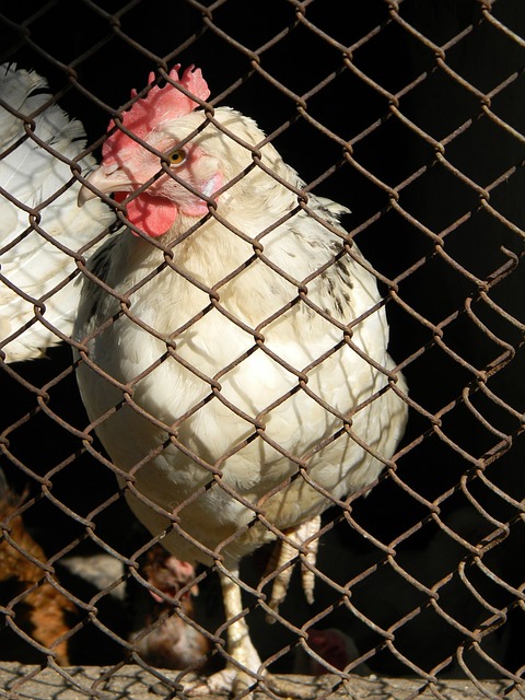 比赛的多哈 比赛的多哈